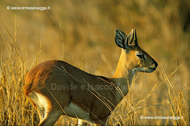 Steenbok 23-25-01